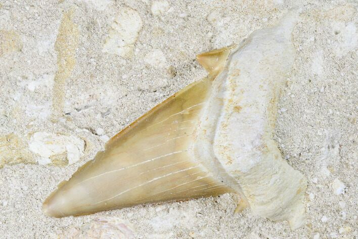 Otodus Shark Tooth Fossil in Rock - Eocene #174163